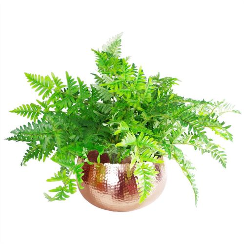 Copper metal bowl planter filled with lush green ferns.