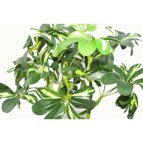 Close-up of variegated green leaves of an artificial Arboricola plant.