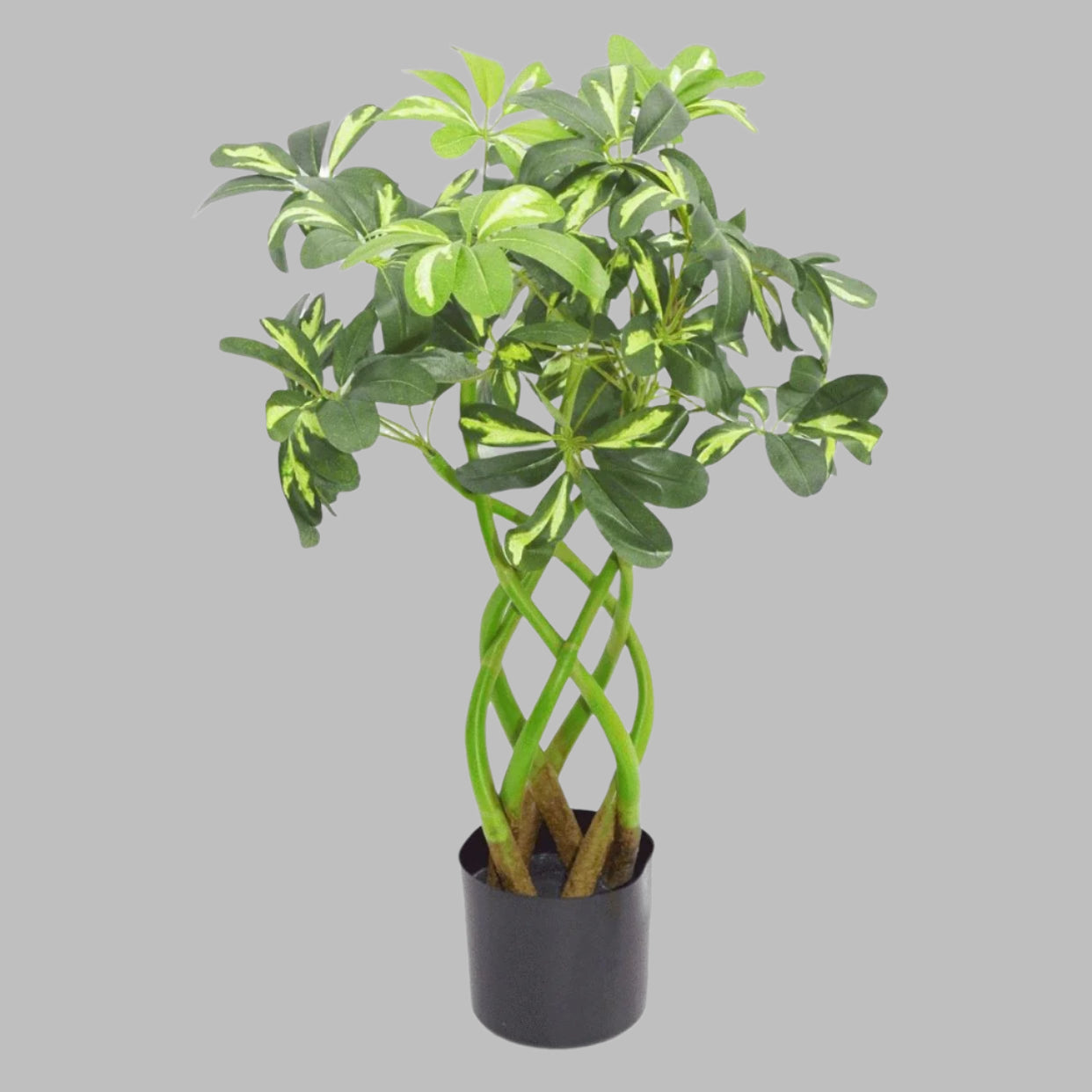 Artificial Arboricola Evergreen 70cm with twisted green stem and black weighted pot.