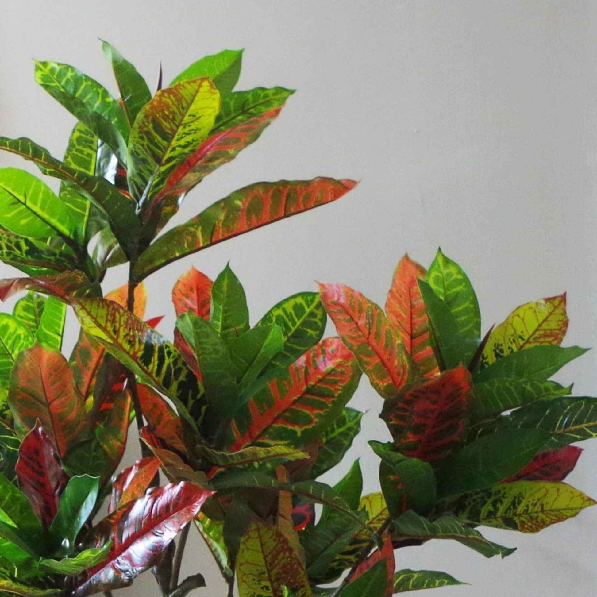 Close-up of realistic variegated Codiaeum leaves showing vivid green, orange, and red tones.