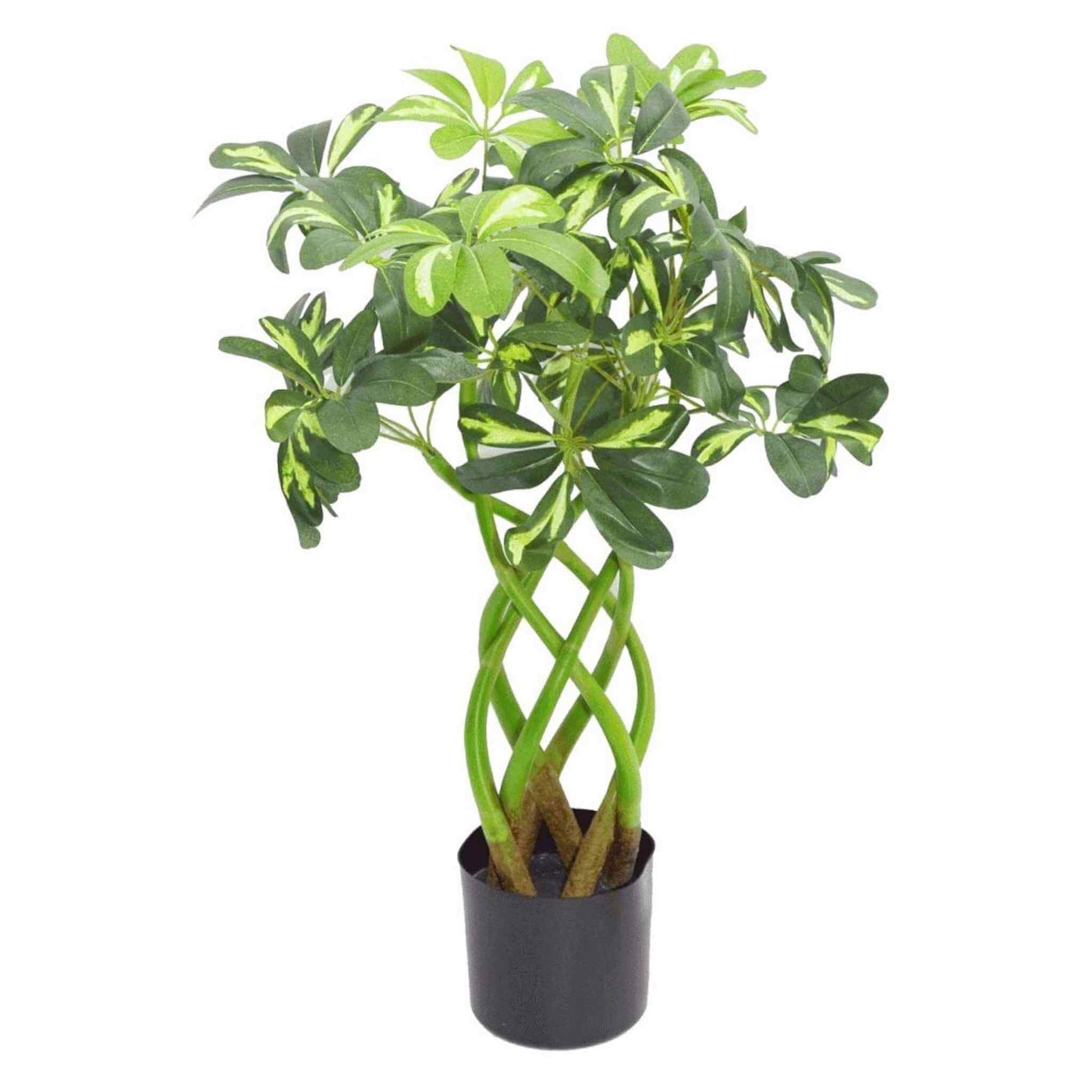 Artificial 70cm Golden Capella plant with twisted green stems and variegated leaves in a black pot, displayed on a white background.