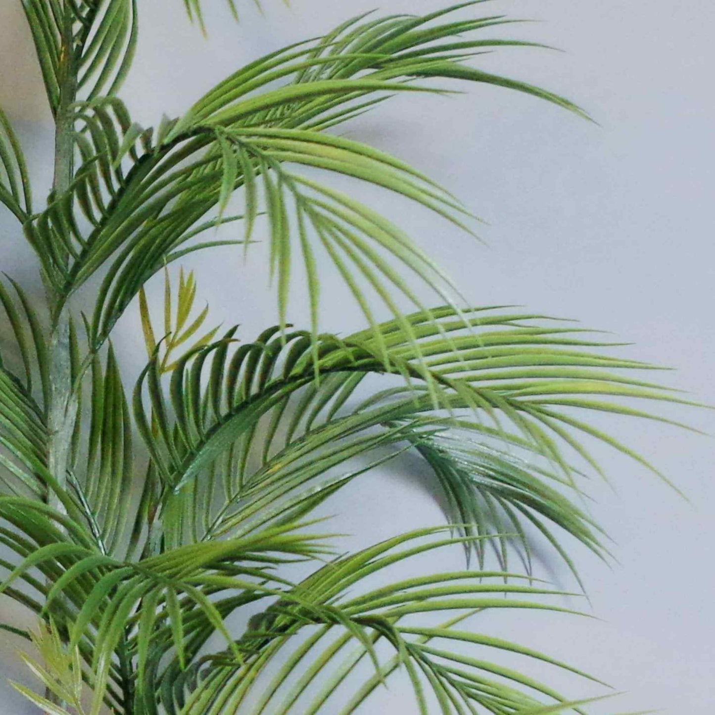 Close‑up of realistic green palm leaves with layered fronds and natural detailing.