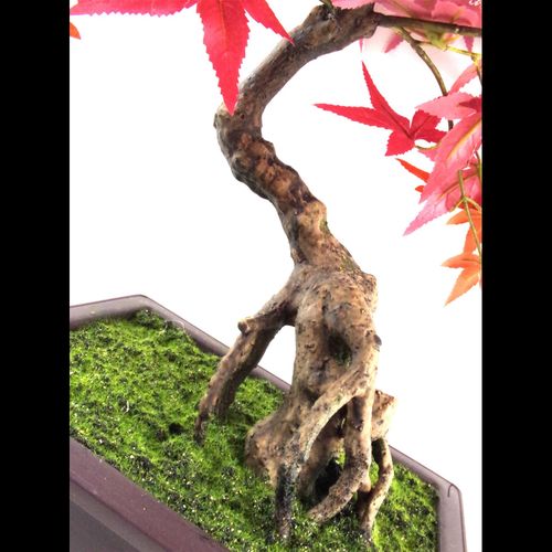 Close-up of twisted bonsai trunk with visible roots emerging from moss base.