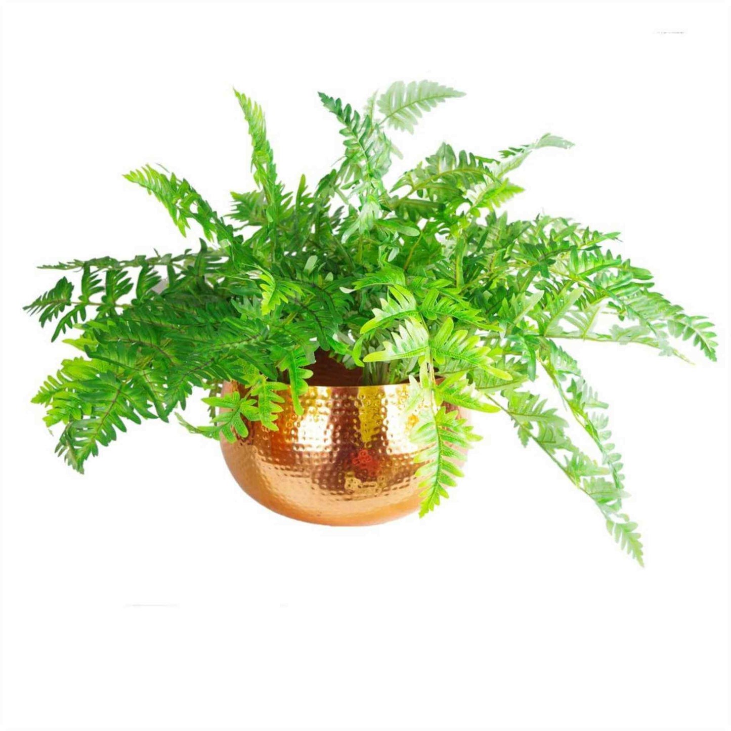 Hammered copper bowl planter styled with a green fern plant, showing size and indoor use.