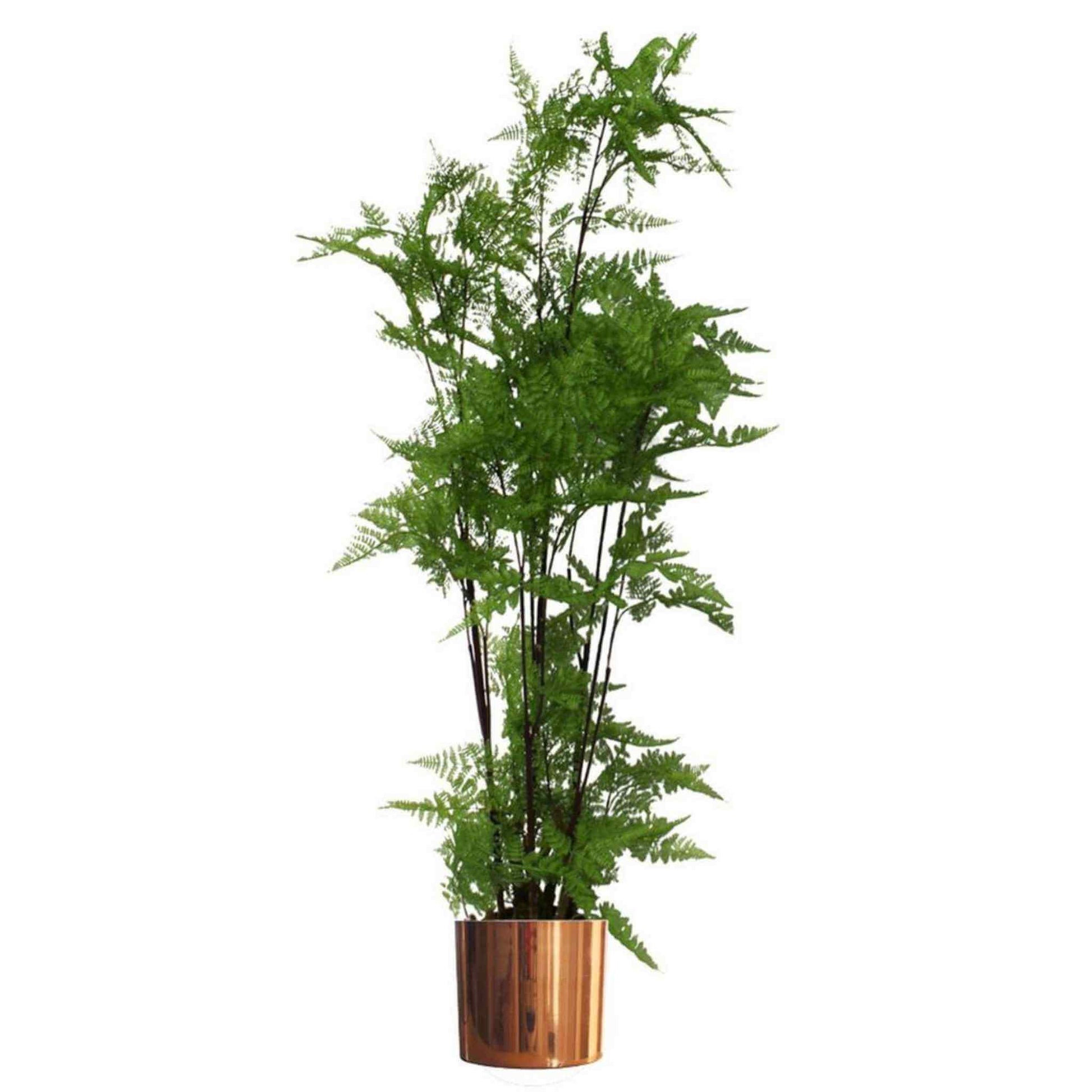 Green fern plant in a 20x18cm polished copper metal planter on a white background.