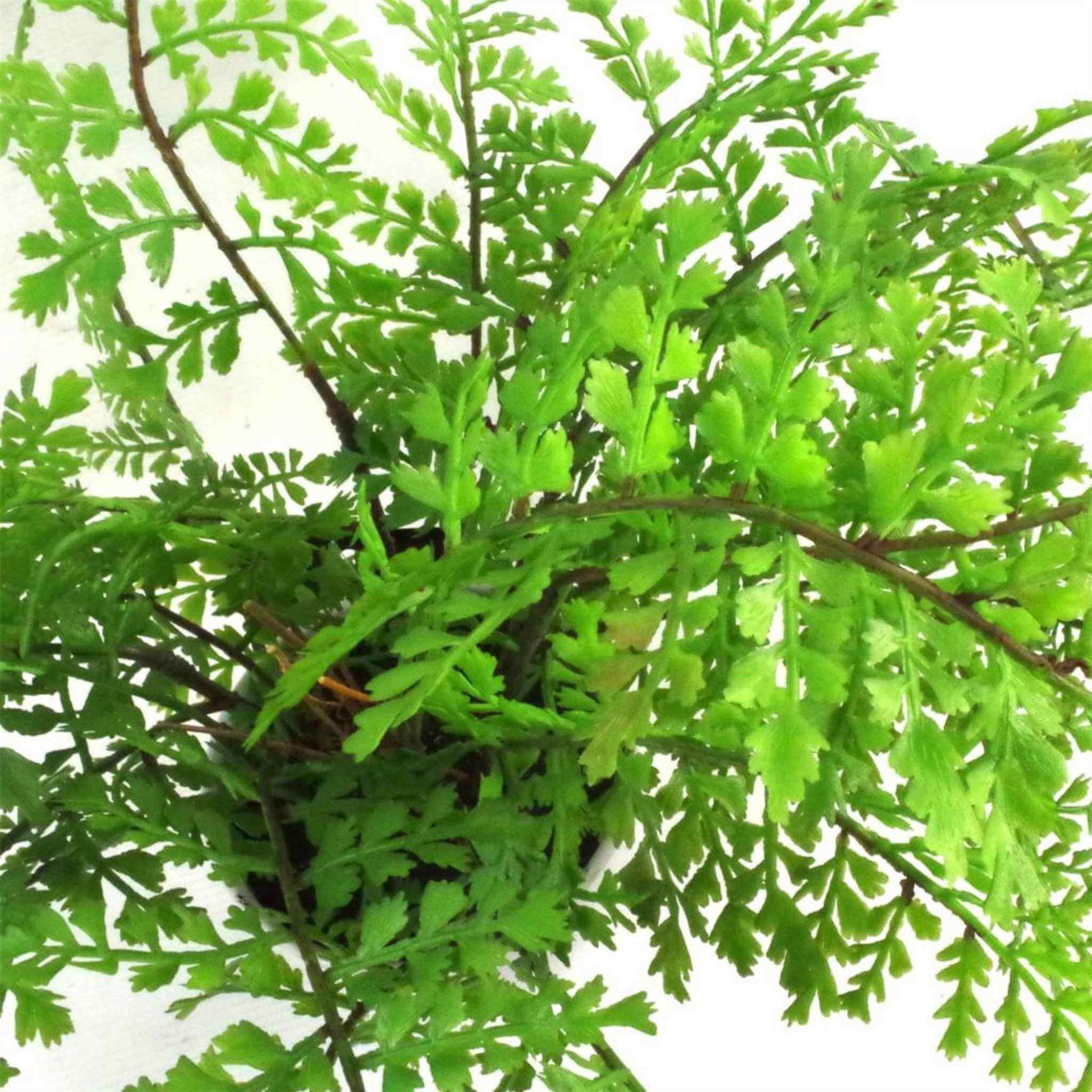 Close‑up top view of realistic fern fronds showing fine leaf texture.