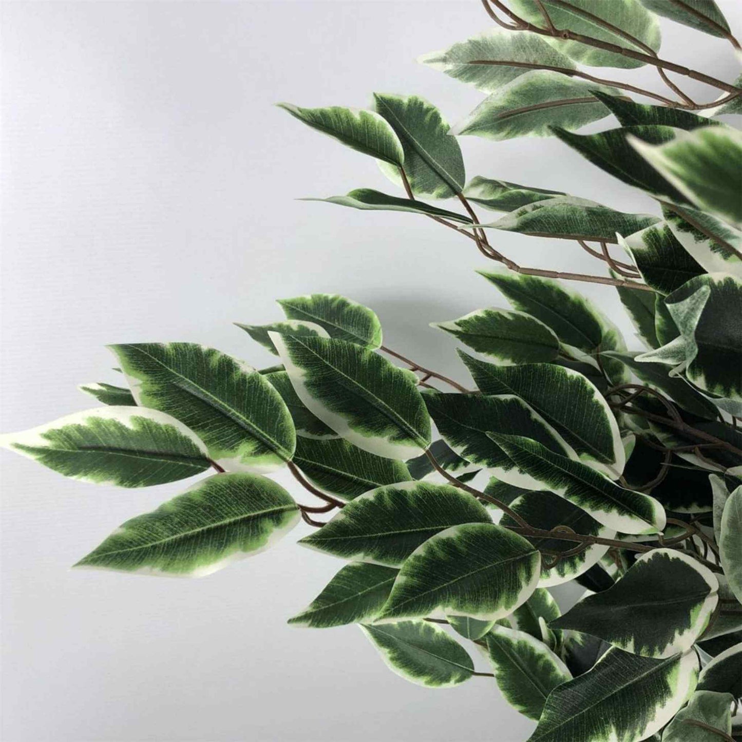 Close-up of variegated green and white ficus leaves.