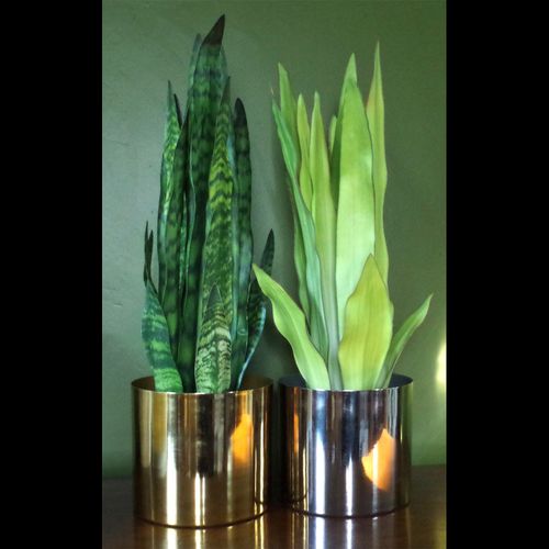 Pair of metal planters in gold and silver, each styled with a snake plant, placed on a wooden shelf against a green wall.