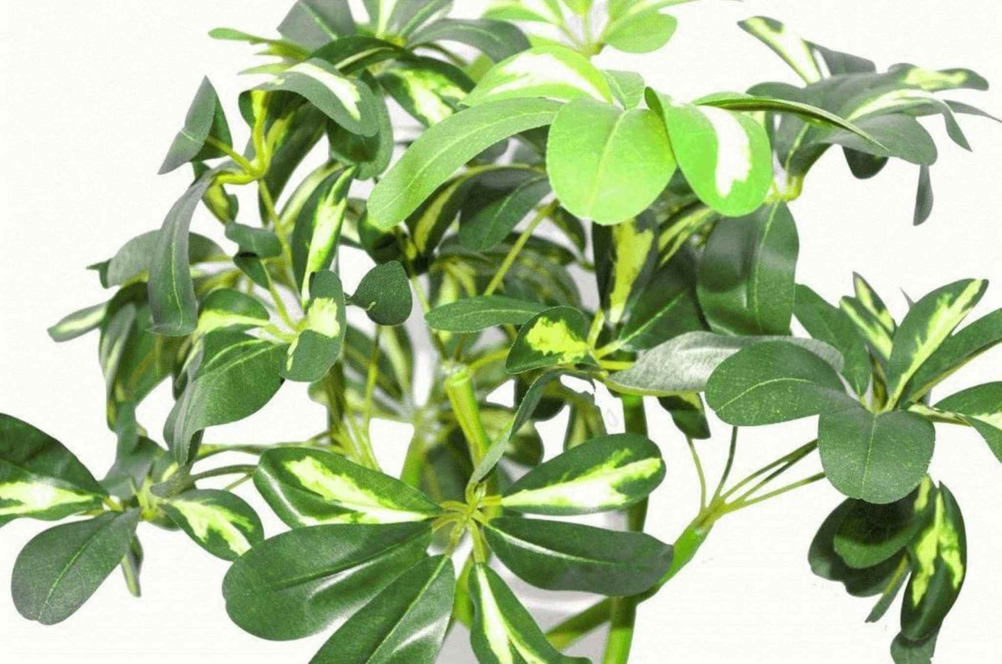 Close‑up of the Golden Capella leaves showing two‑tone green variegation and realistic texture.