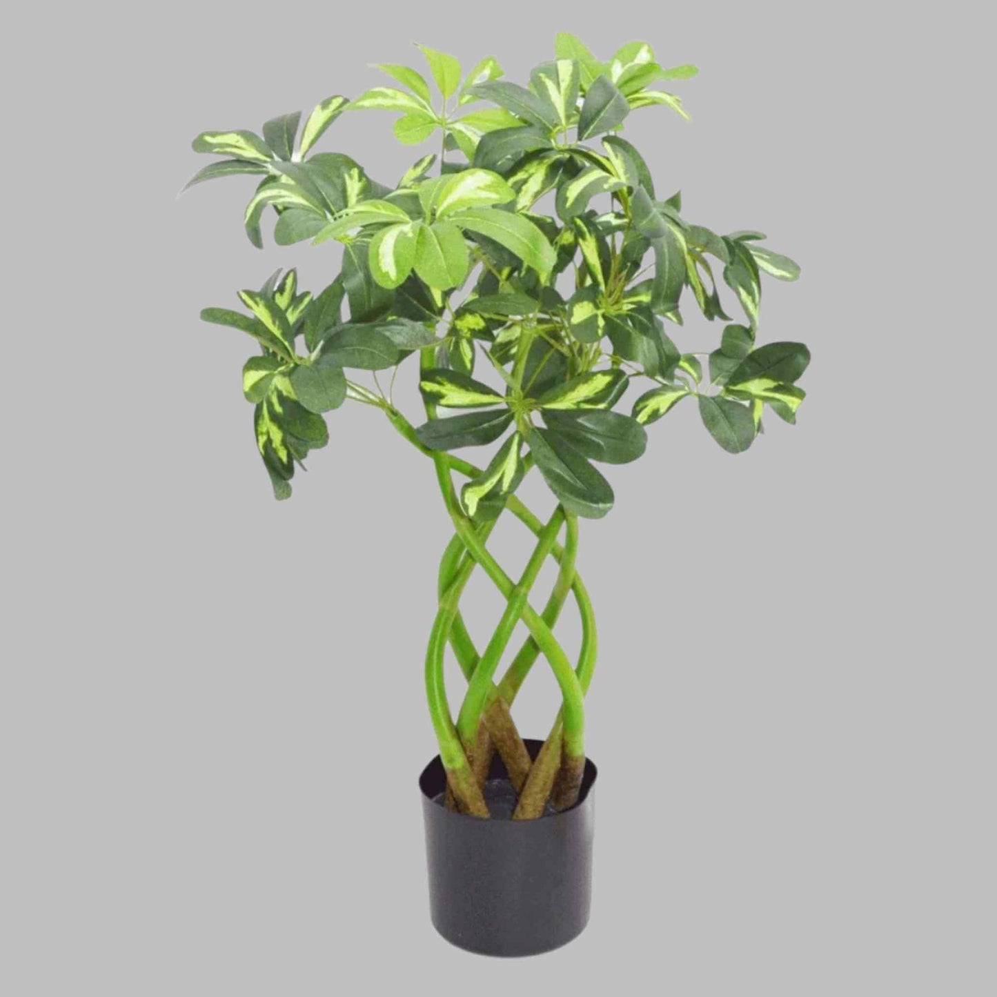 Artificial Golden Capella plant, 70cm tall, with twisted green stems and variegated foliage in a black pot, set against a light grey background.