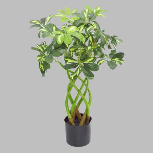 Artificial Golden Capella plant, 70cm tall, with twisted green stems and variegated foliage in a black pot, set against a light grey background.
