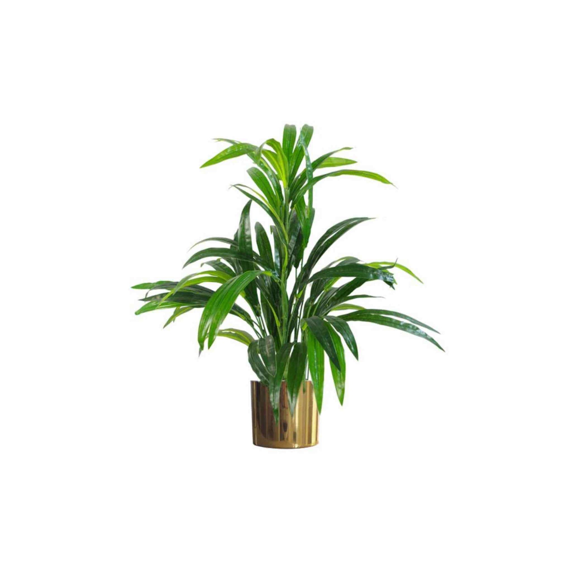 Gold metallic planter pot containing a tropical houseplant with broad green leaves against a white background.