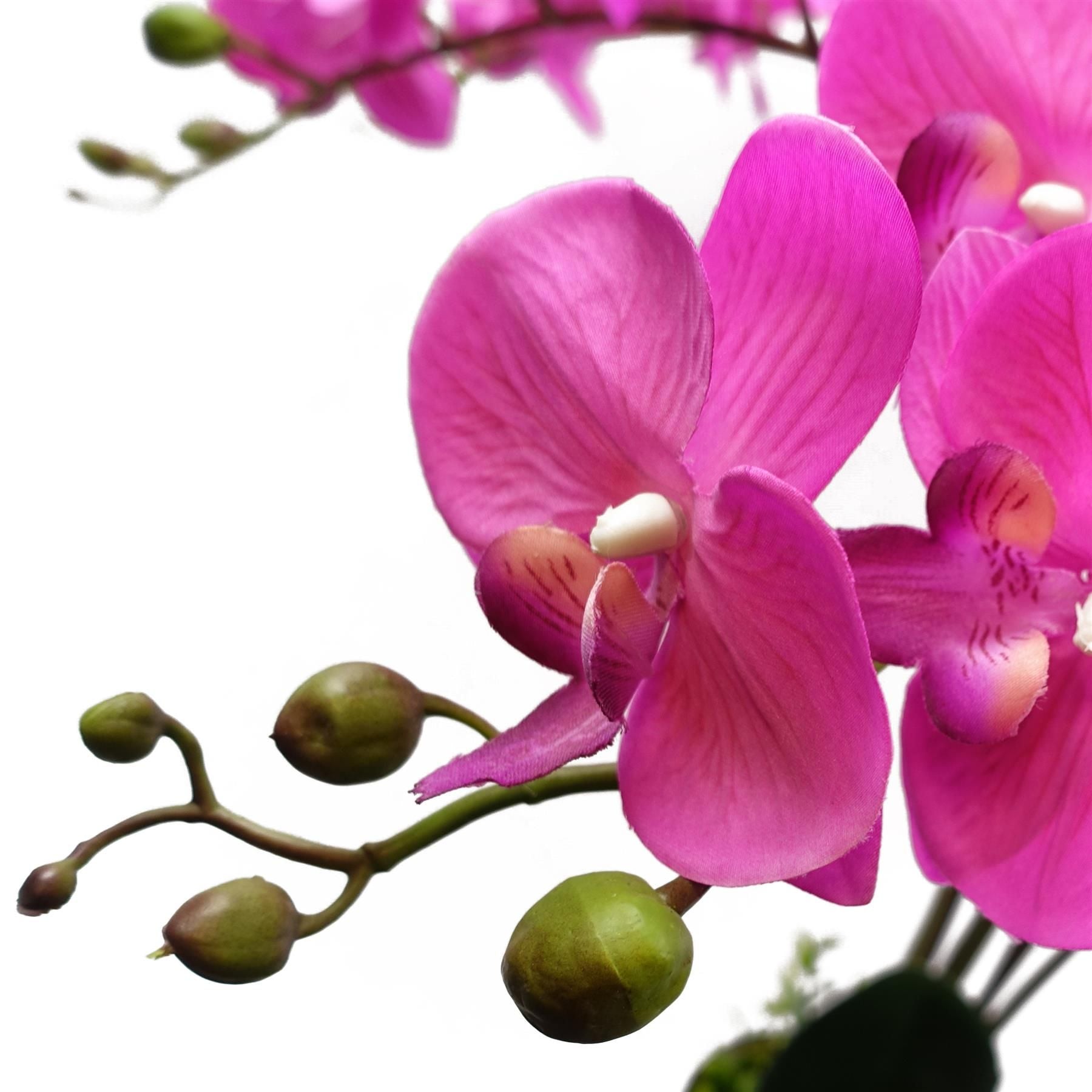 Side view of orchid showing green buds and flower stems.