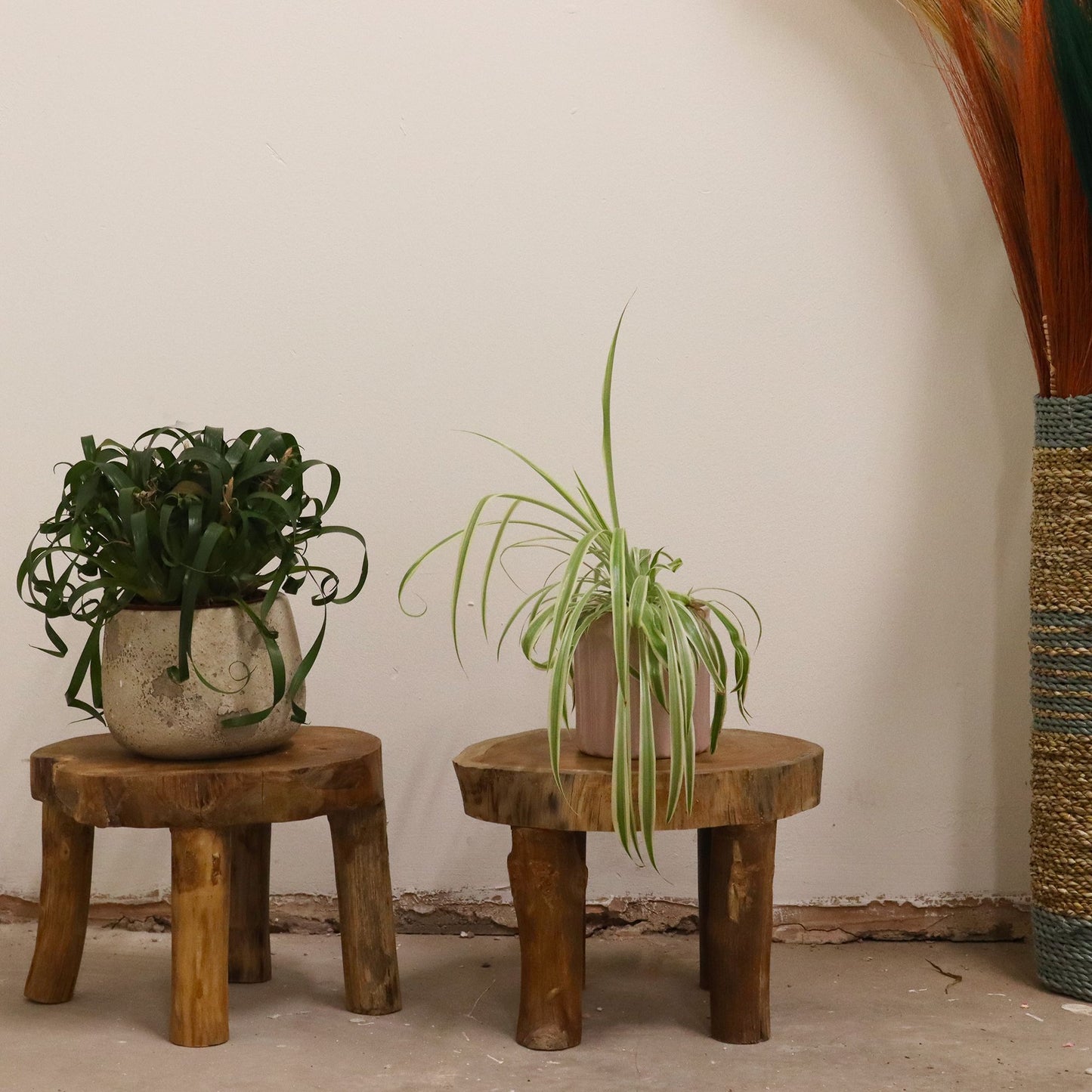 Teak display stands styled in a room with potted plants, showing scale and warm wood tone against a neutral wall.