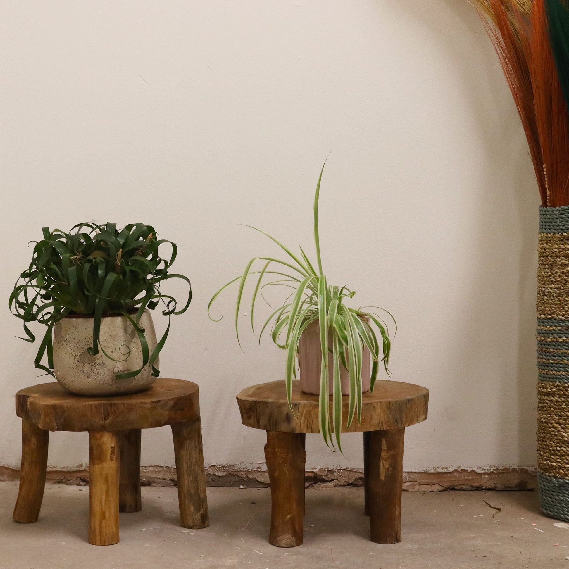 Teak display stands styled in a room with potted plants, showing scale and warm wood tone against a neutral wall.