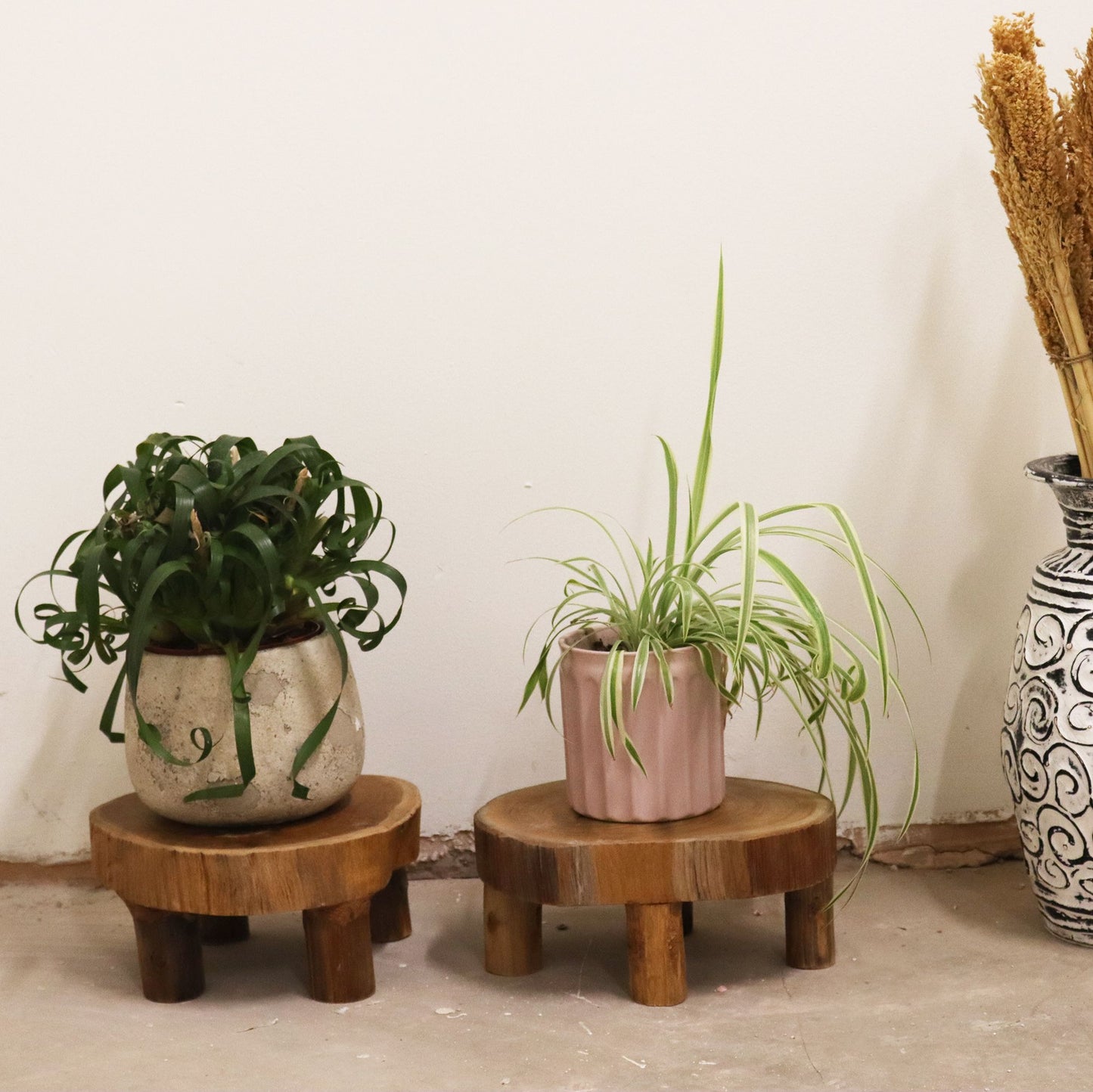 Low teak display stands styled as plant risers, each holding a potted indoor plant against a neutral wall.