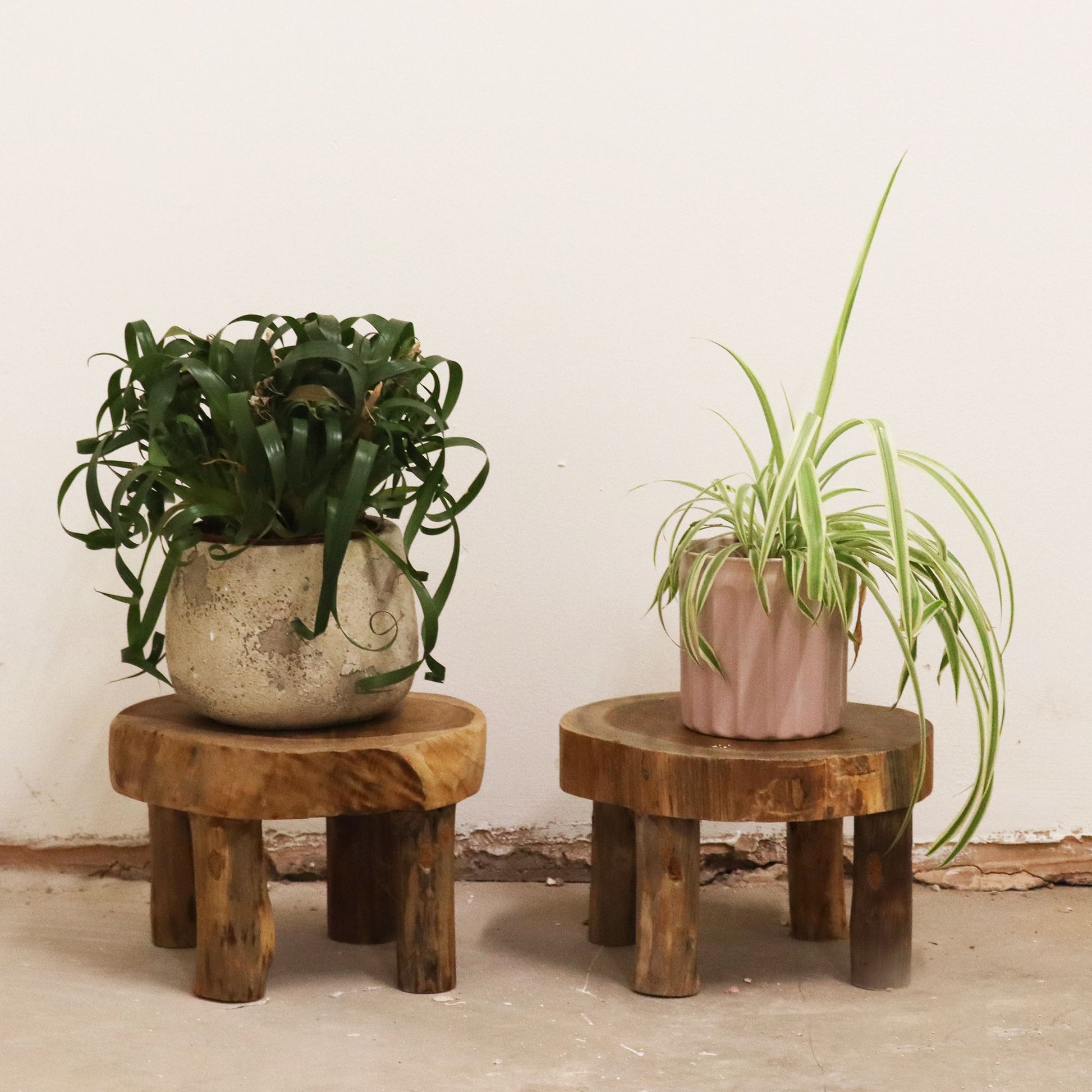 Lifestyle scene with two teak display stands holding potted houseplants against a neutral wall.