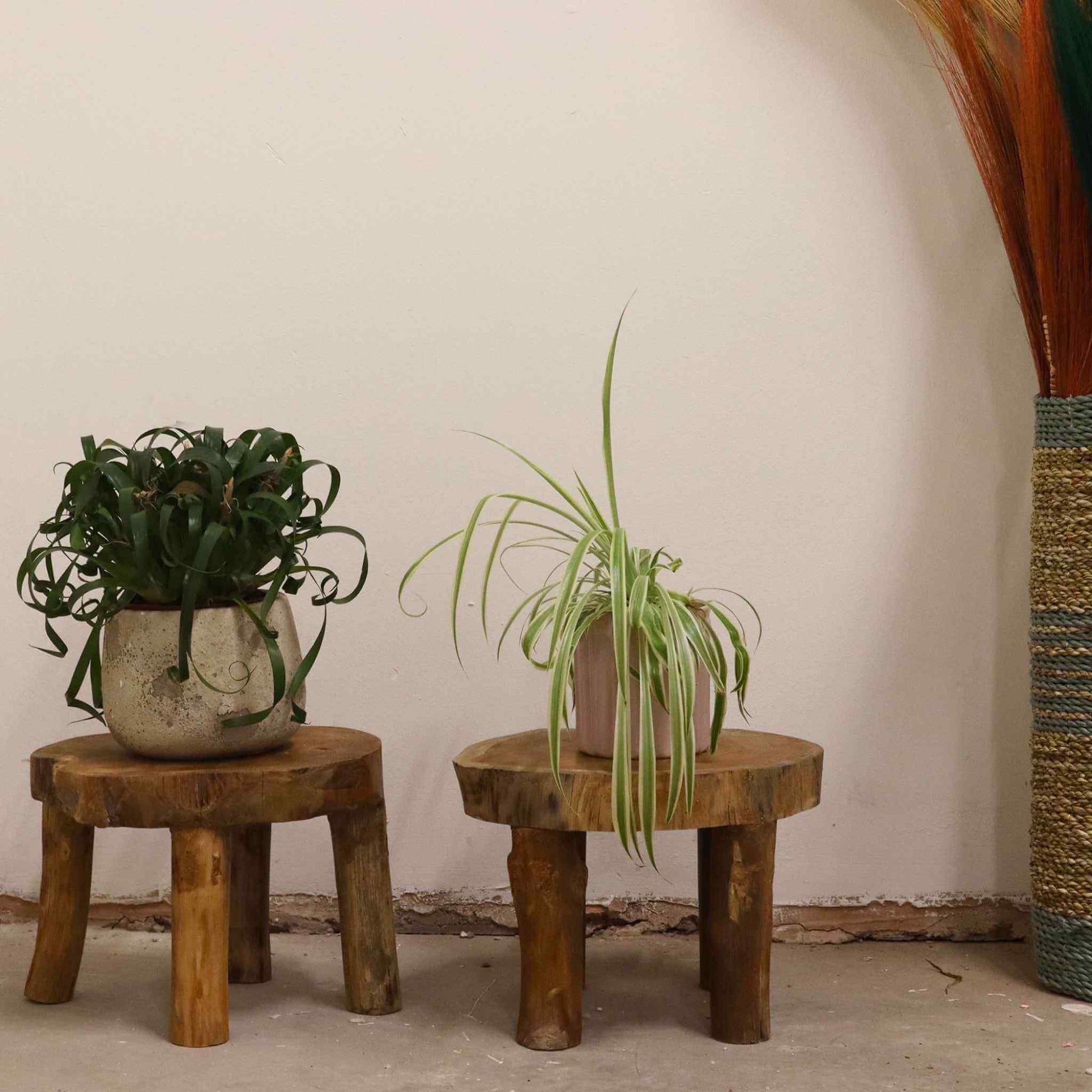 Two teak display stands styled in a neutral room with potted plants, adding rustic warmth and height contrast.