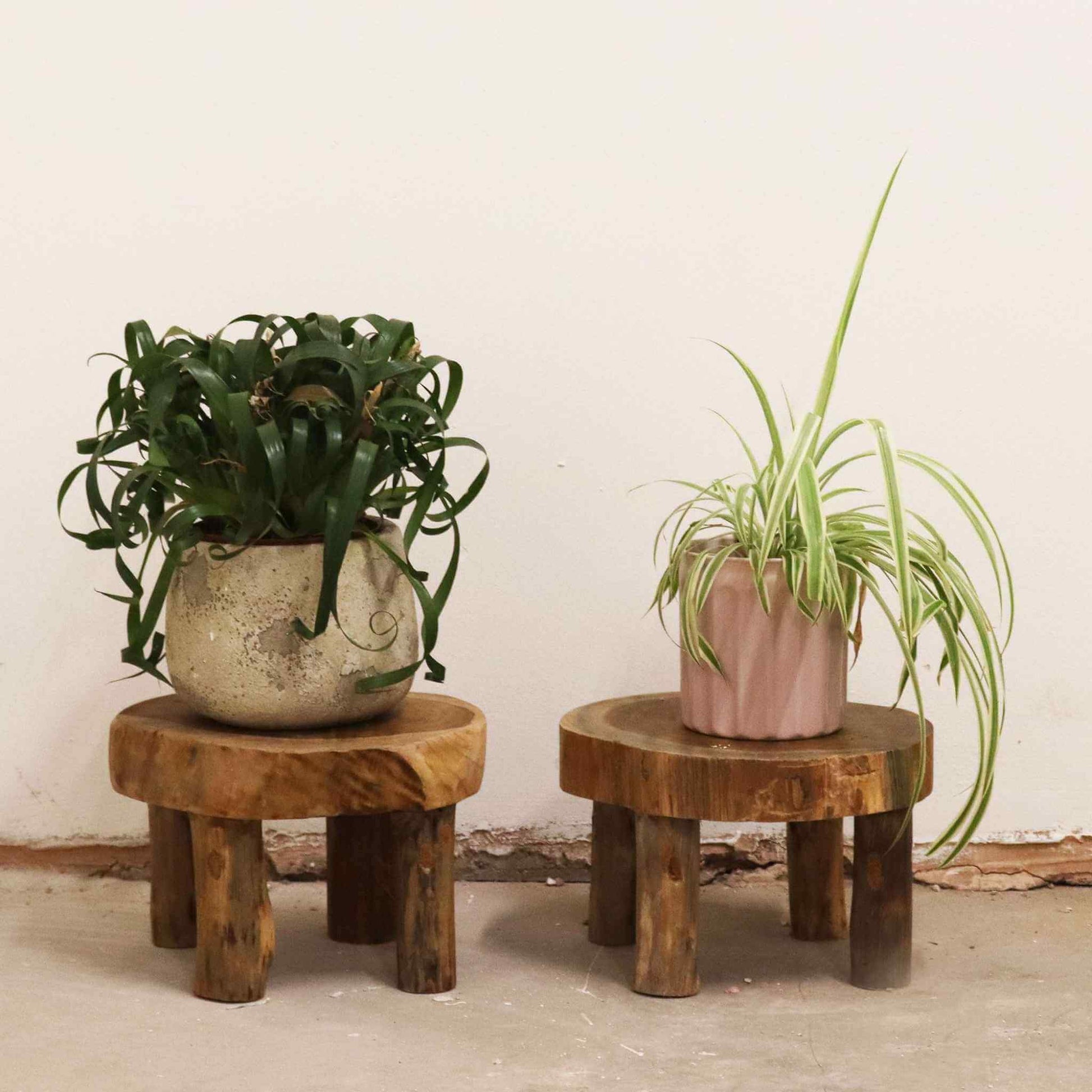 Two teak display stands used as plant risers, holding potted houseplants against a neutral indoor wall.