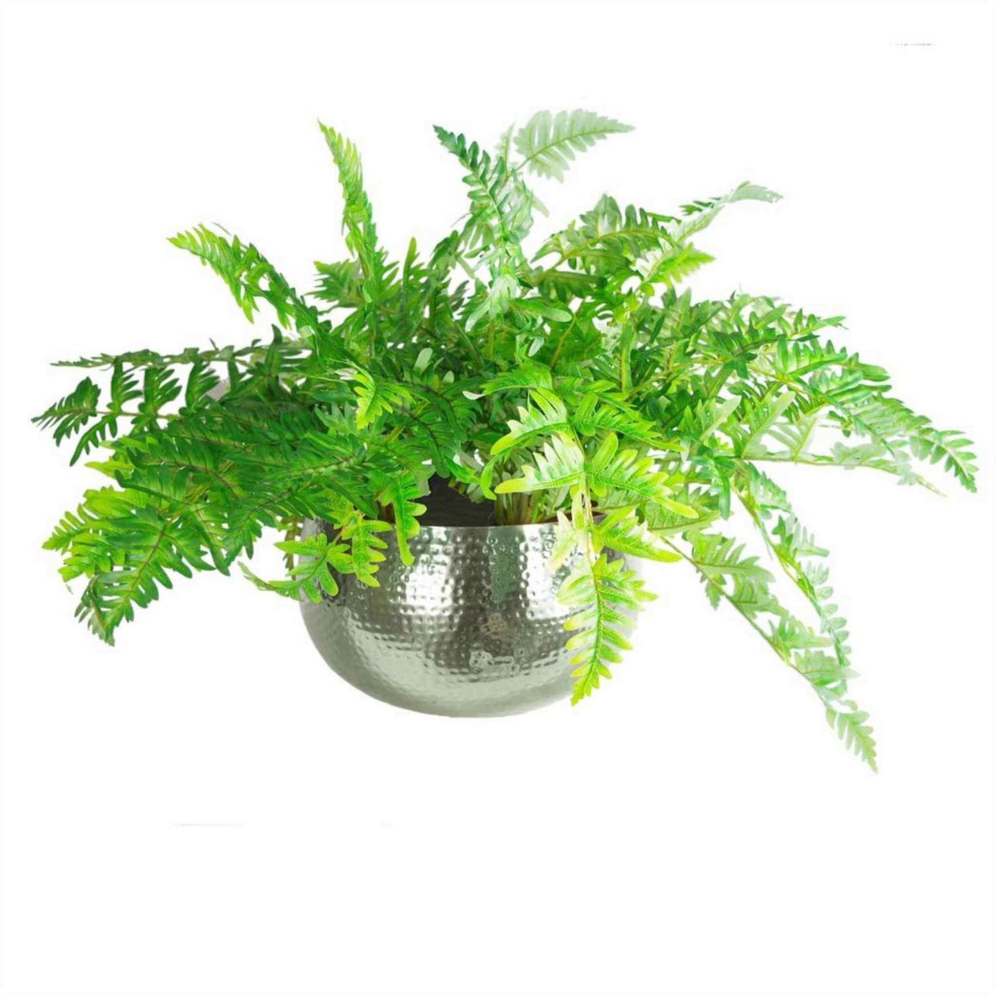 XL hammered silver metal planter filled with lush green ferns, shown on a white background.